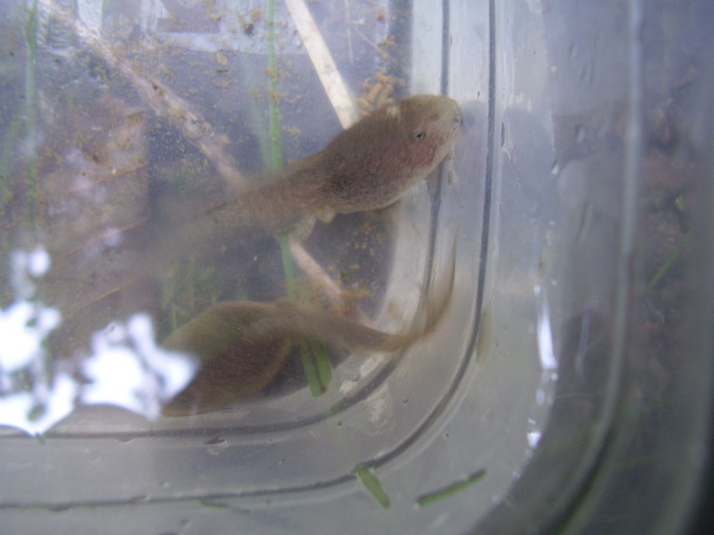 Rana italica